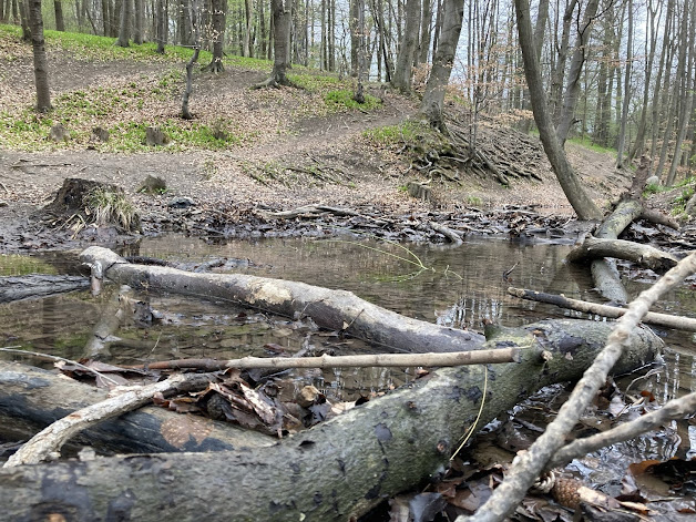 A serene forest scene featuring a small, reflective pond surrounded by fallen branches and a carpet of dry leaves, emphasizing a tranquil, natural environment.