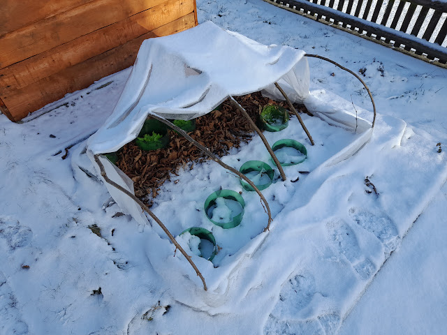 A garden plot covered with white protective fabric and snow, featuring small salad greens barely surviving beneath it, with some green plastic rings visible.