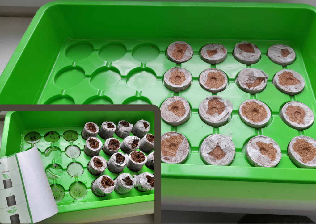 A green mini greenhouse tray filled with peat pellets arranged in rows, ready for planting seeds indoors.