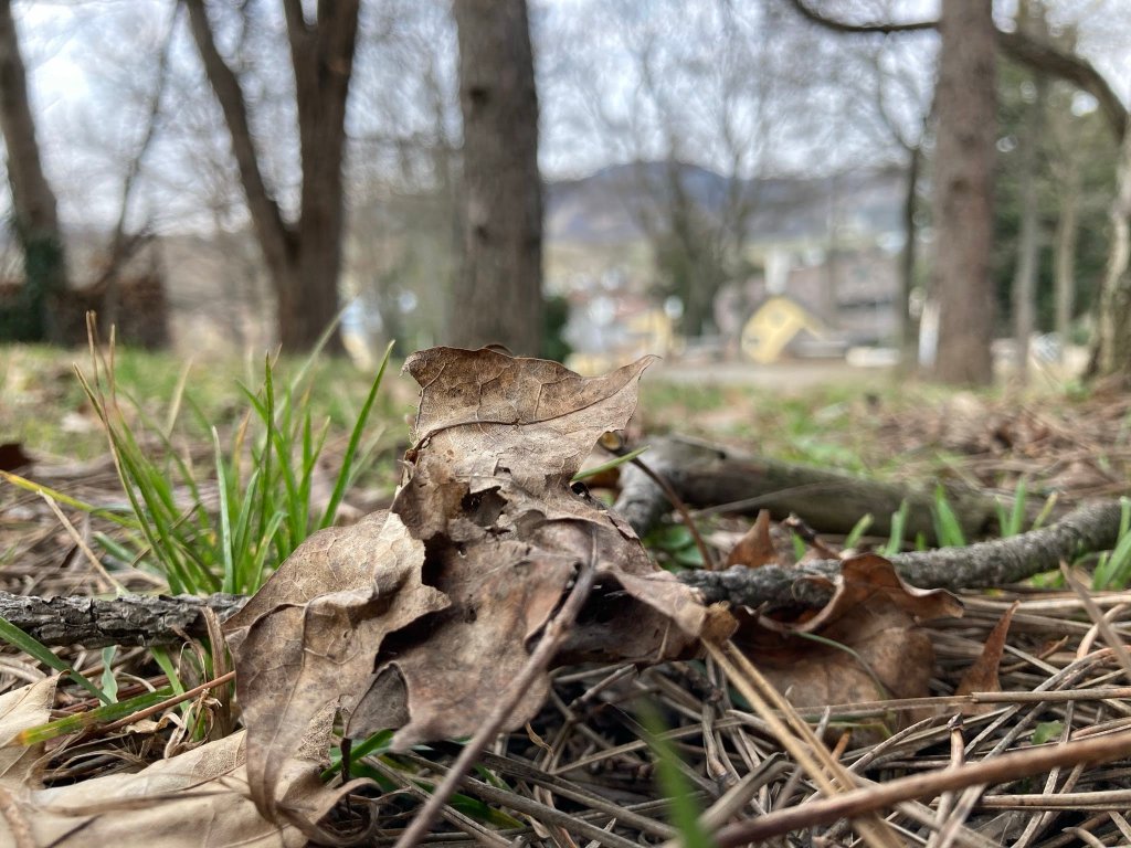 A close-up view of dried leaves and twigs on the ground, with green grass peeking through, set against a backdrop of bare trees and distant buildings.