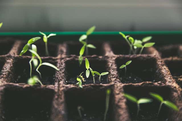 Starting My Gardening Journal in Google Sheets