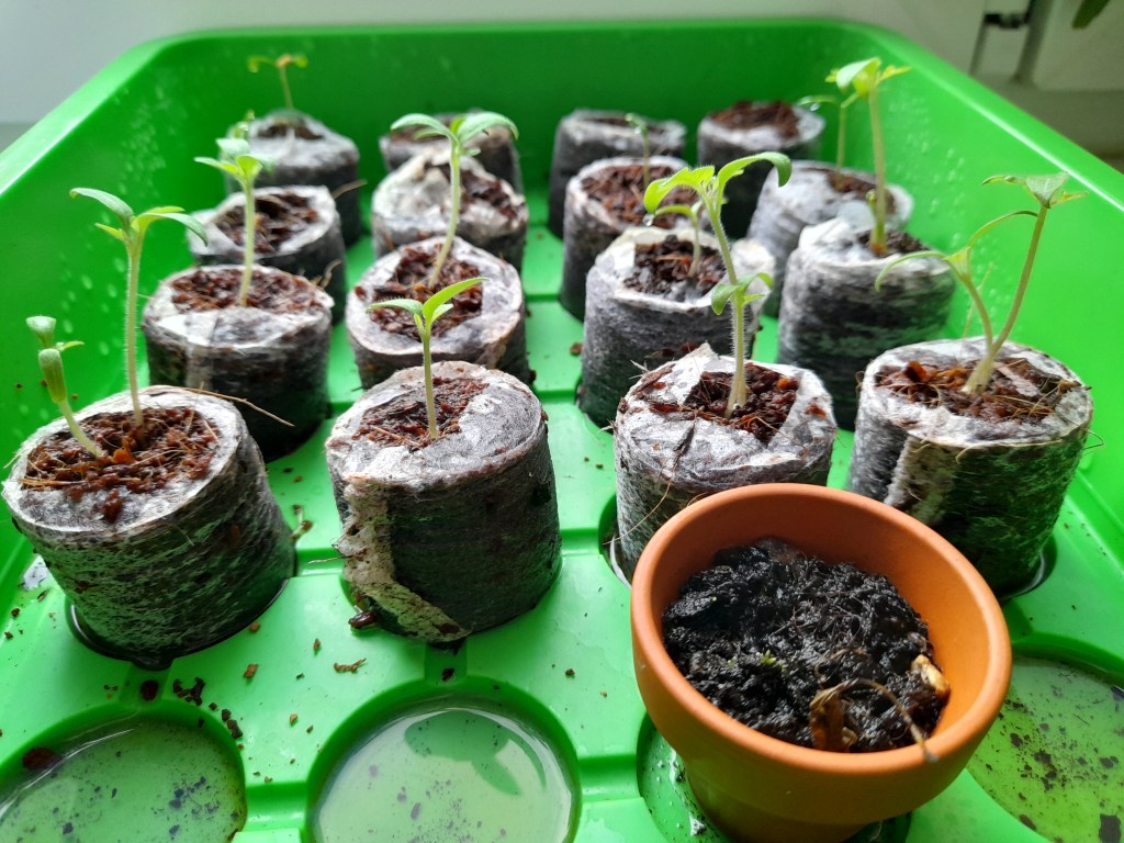 A cluster of tomato and paprika seedlings in biodegradable pots, showing various heights and vibrant green leaves, arranged on a green tray.