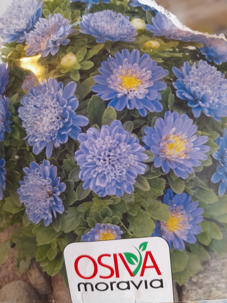 A close-up of a seed packet featuring vibrant blue flowers, labeled with the brand name 'OSIVA moravia.'