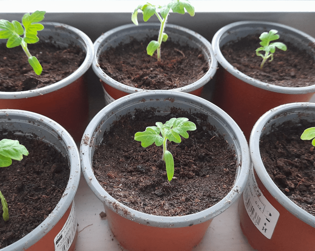 Several small tomato plants with green leaves growing in individual brown pots filled with soil.