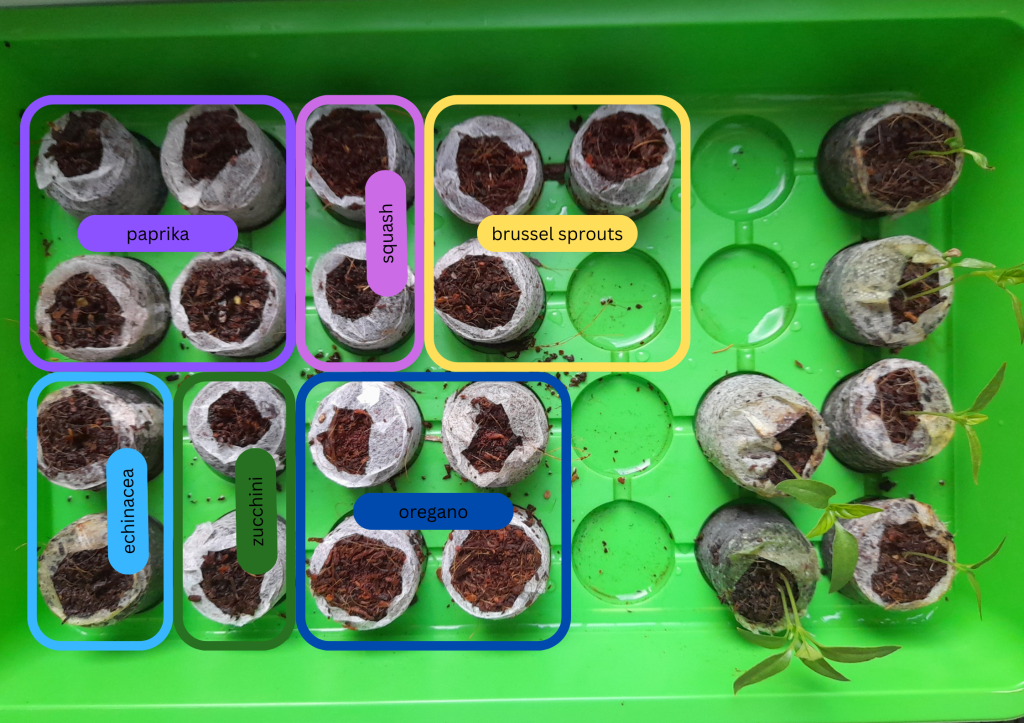 A planting tray with seed pods containing various seeds including paprika, squash, brussels sprouts, echinacea, zucchini, and oregano.
