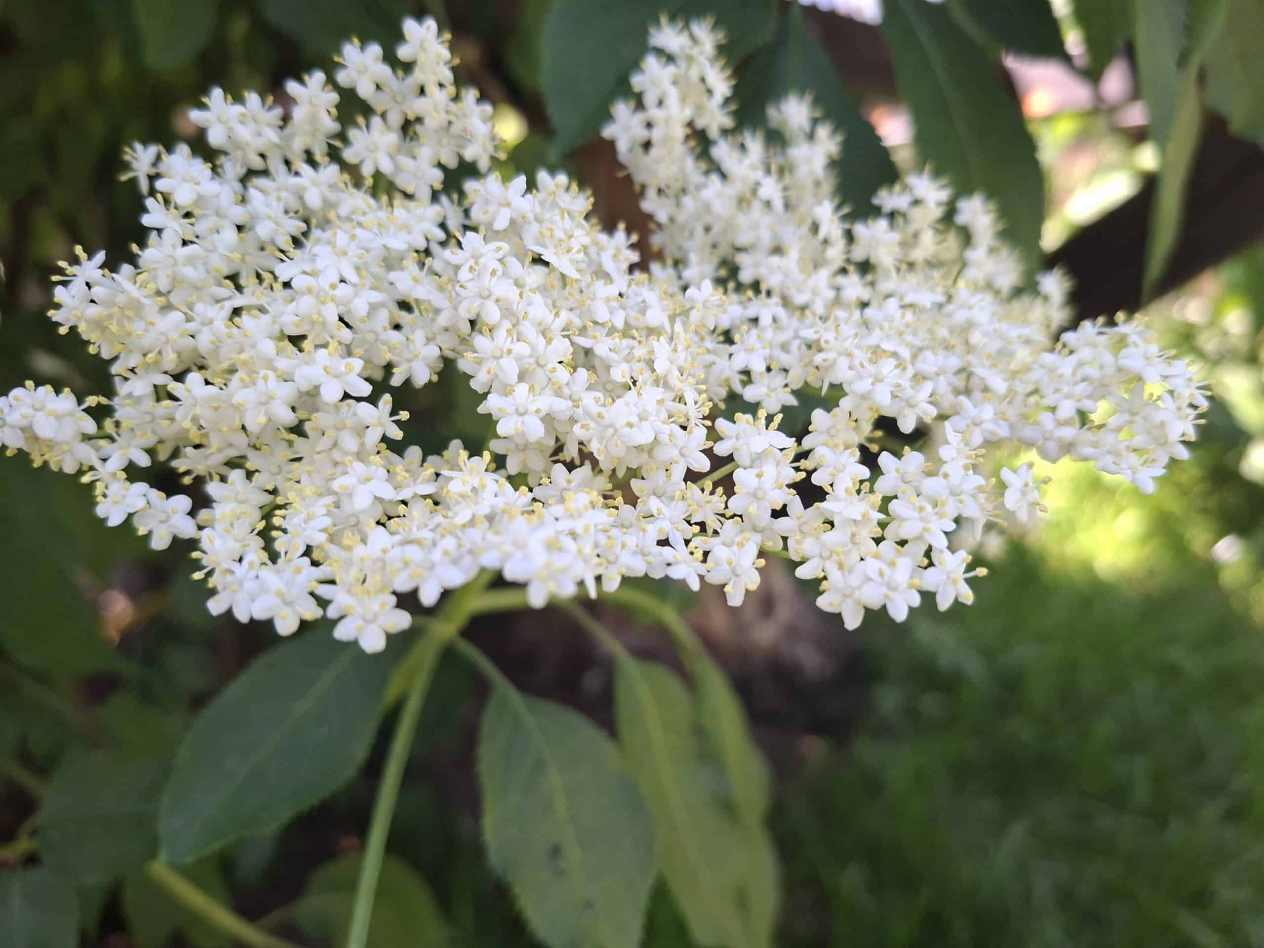 The Sweet Taste of Summer: Homemade Elderflower Syrup