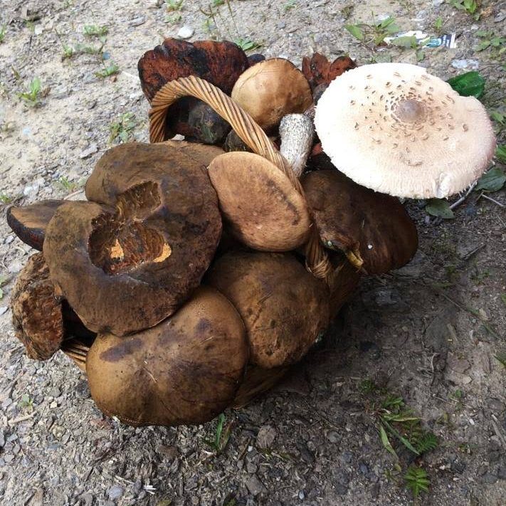 Explore Nature’s Bounty: Edible Plants Throughout the&nbsp;Seasons