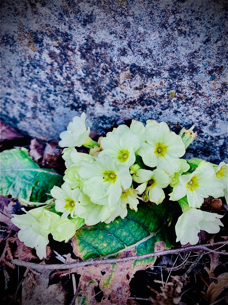 A cluster of pale yellow primrose flowers growing on green leaves, set against a textured rocky background.